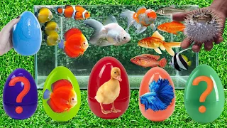 Colorful surprise eggs, blue crab, shark, angelfish, betta fish, catfish, butterfly fish, goldfish