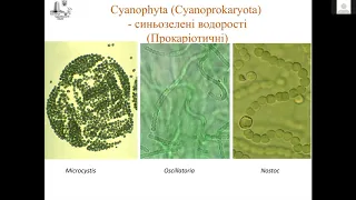 Цвітіння води   екологічна проблема України  Шляхи вирішення