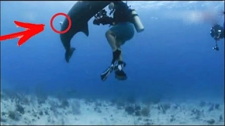 Возбужденный дельфин напал на дайвера. Дайвер В ШОКЕ от происходящего / Шокирующие кадры