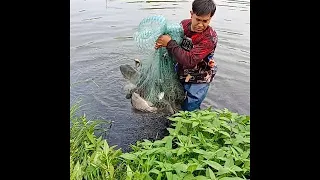 Really Catching & Catfish in the River - OMG! Fisherman Fishing A lot Fish , Amezing Net fishing