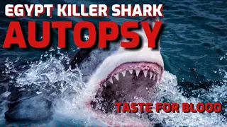 EGYPT KILLER SHARK AUTOPSY - Horrifying Secrets !!!  #hurghada #shark #attack