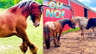 My Hairy Cob Meets The Herd