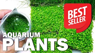 BEST SELLER AQUARIUM PLANTS OF 2021 at Green Aqua - The Most Popular Ones