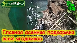 ГЛАВНАЯ ОСЕННЯЯ ПОДКОРМКА ВСЕХ ЯГОДНИКОВ: от смородины до клубники.