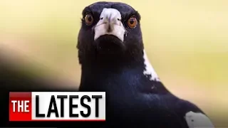 NSW cyclist dies while fleeing swooping magpie | 7NEWS