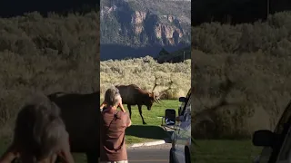 More Yellowstone Bull Elk Bashing Cars!