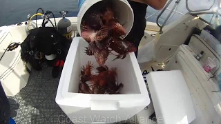 Lionfish Harem and Lionfish Airplane (starting at 6:00)