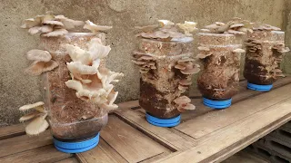Easy - Simple - Method to grow mushrooms for your family