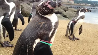 Nagasaki Penguin Aquarium　にじり寄るペンギンたち　長崎ペンギン水族館