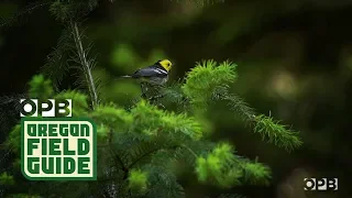 Ancient Forests Are A Secret Refuge For Songbirds