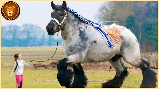 These 13 Unique Horse Breeds Really Exist