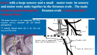 37 MANDIBULAR  NERVE  &  its branches