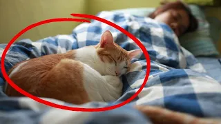 ¿POR QUÉ tu GATO DUERME CONTIGO? ¡Cómo el LUGAR donde DUERME REVELA la CONEXIÓN entre USTEDES DOS! 🔥