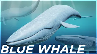 Blue Whale | Blender