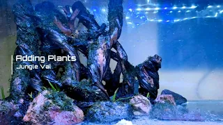 The Island  Aquascape 60cm Tank   Low Tech Setup