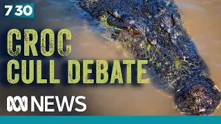 An explosion in crocodile numbers is leading to a mass removal | 7.30