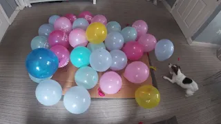 JACK Russell terrier vs  BALLOONS starring ESSA #jackrussellterrier  #jackrussell #balloons #essa