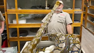 Giant Python Got TOO CLOSE 😬