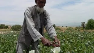 Opium harvesting season in Afghanistan