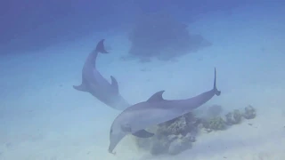 Дайвинг. Встретили дельфинов под водой.