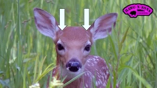 How to Determine if a Whitetail Deer Fawn is a Buck or Doe: Trophy Hunters