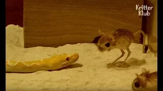 Kangaroo Rat Beats A Snake | Kritter Klub