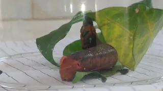 Oleander hawk moth feeding and making cocoon