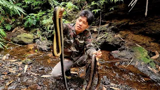 Survival skills for extremely poisonous and dangerous king cobras.