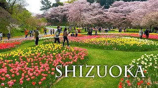 【Cherry blossoms】Tulips and Double-flowered cherry trees follow suit in Shizuoka. チューリップと八重桜の共演 #4K