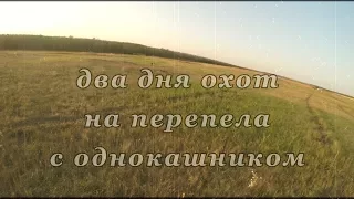 Охота на перепела с дратхаарами, приехал  однокашник.