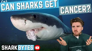 5 Common MISCONCEPTIONS about Sharks!