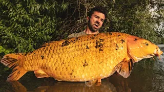 Catching a monster koi carp!