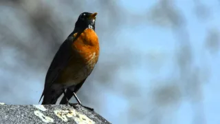 American Male Robin Singing