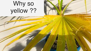 Why are your palm leaves turning yellow ?