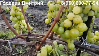 Виноград Прима Украины - урожай 2022.Тула.