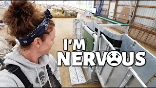 A NEW ADDITION TO THE SHEEP FARM!! (maybe...)😳| Vlog 441