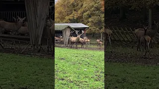 En Hjort med stora horn 🦌 #animalshorts