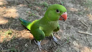 Indian Ring Neck Talking Parrot - Indian Parrot Talking Mitthu