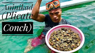 DIVING FOR ANINIKAD (PLICATE CONCH) PART 2 | CATCH AND COOK | BOHOL PHILIPPINES