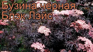 Бузина черная Блэк Лэйс (sambucus nigra) 🌿 Блэк Лэйс обзор: как сажать, саженцы бузины Блэк Лэйс