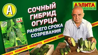 Партенокарпические Гибриды: Огурец Ксения F1