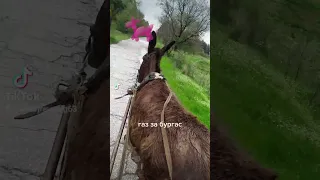 бързото магаре в село младиново
