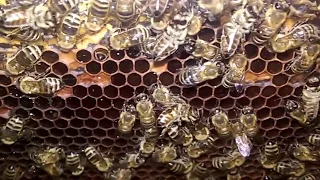 Пчелы. #Лечебное жужжание пчел