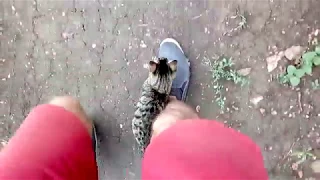 Безумный уличный кот неожиданно напал исподтишка