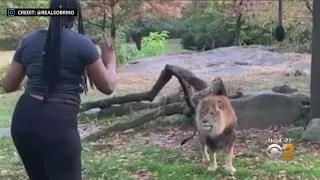 Woman Seen In Lion's Enclosure At Bronx Zoo