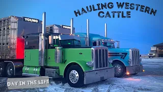 HAULING WESTERN CATTLE FROM SASKATCHEWAN TO ONTARIO | 2 CUSTOM PETERBILTS HAULING CATTLE