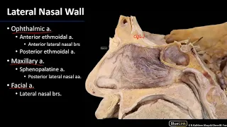 Nasal Cavity, Sinuses and Ear - Arteries of the Nasal Cavity