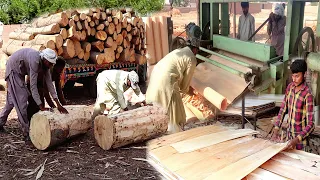 Huge And Informative Manufacturing Of Plywood Making / How Wood Core Veneer Are Made Inside Factory