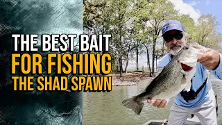 The Best Bait for Fishing The Shad Spawn #lakelanierfishing2024  #bassfishing