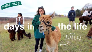 HOME VLOG! day at an alpaca farm (lol), cleaning + weekly prep!